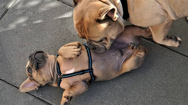 socializzazione cane cucciolo