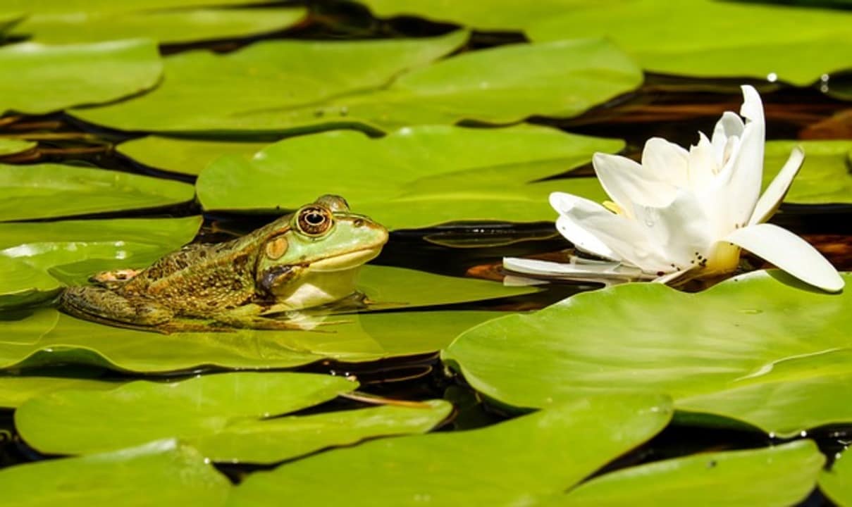 Animali che respirano attraverso la pelle: come e perchè