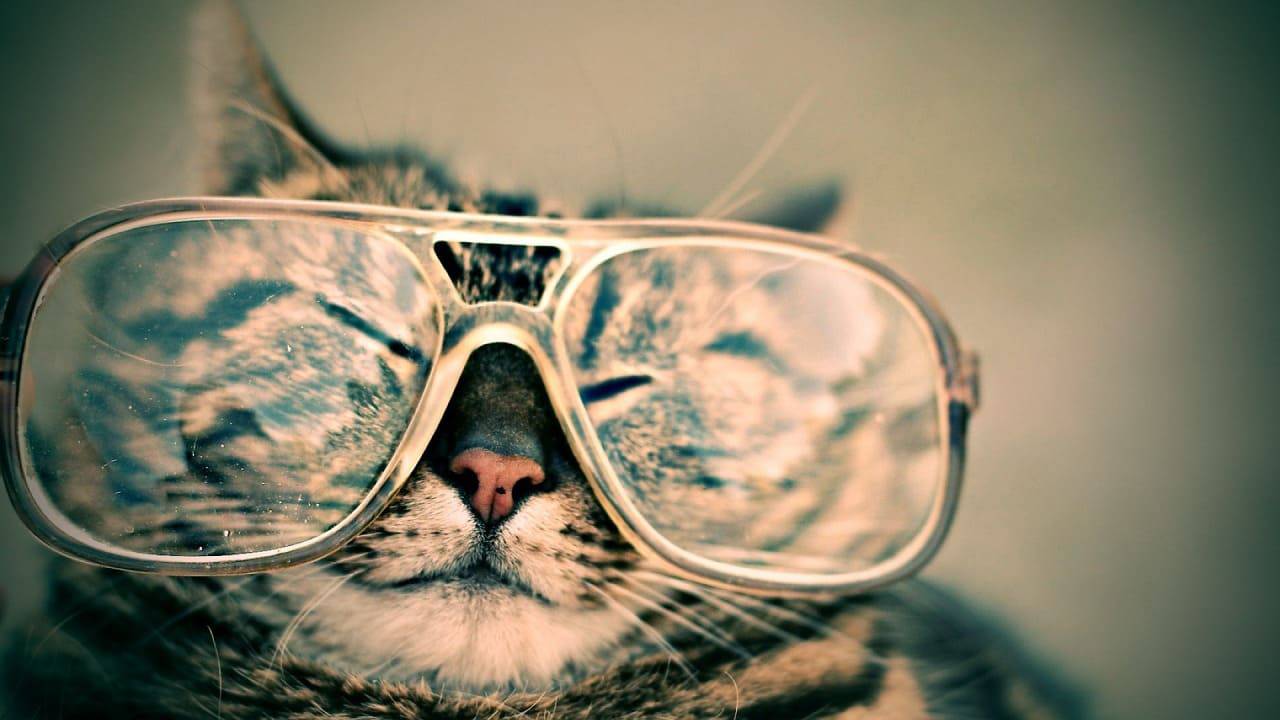 gatto, occhiali