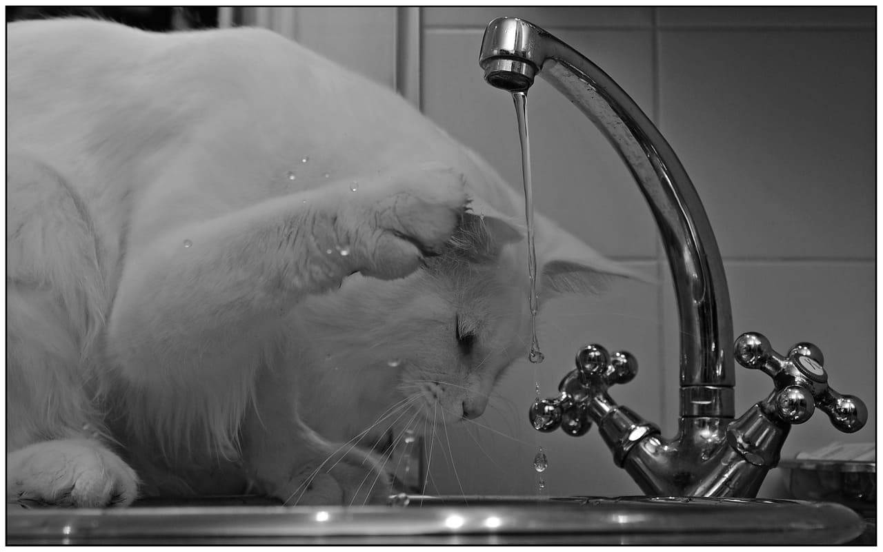 Gatto acqua