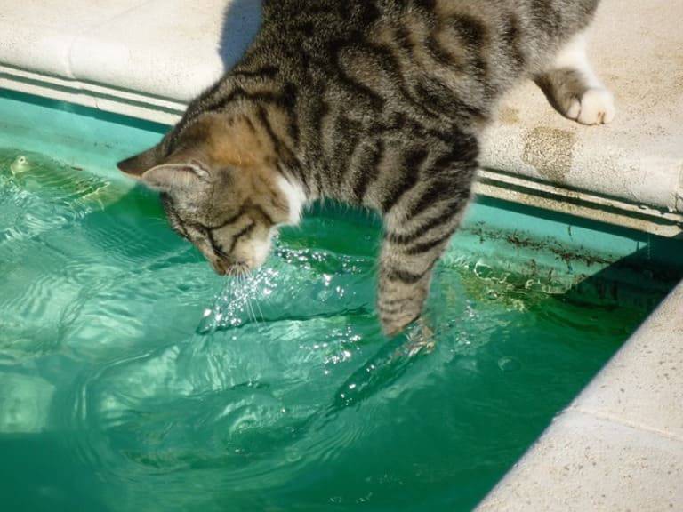 gatto acqua