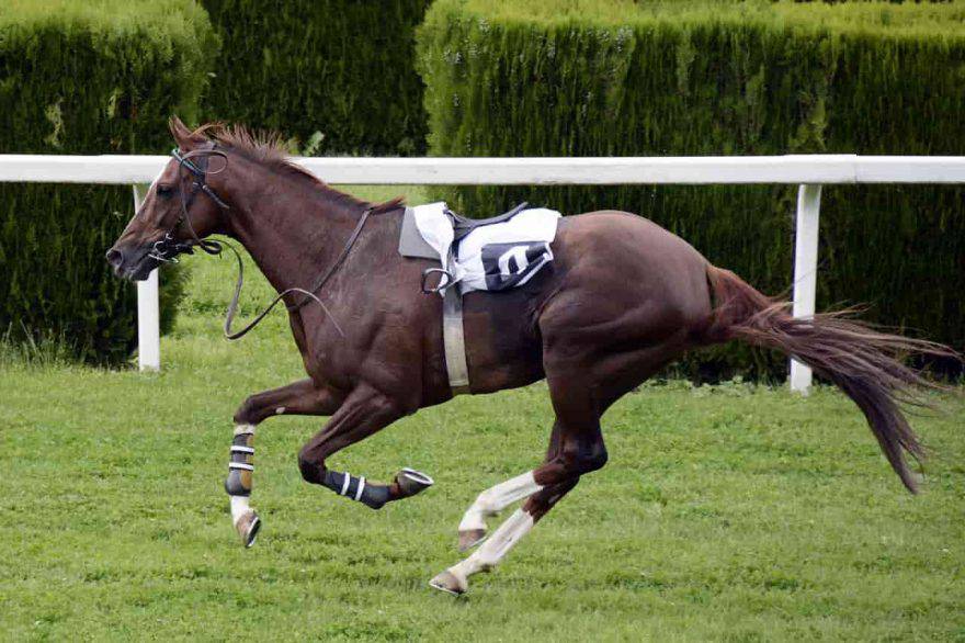 cavalli ippodromo