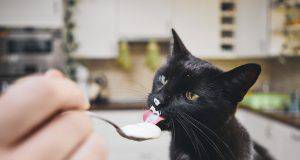gatto yogurt