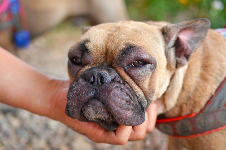 occhio gonfio cane