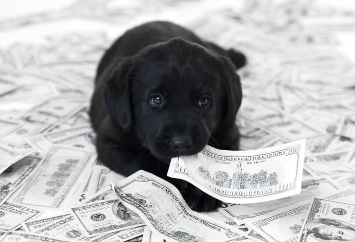 animali azienda cane soldi