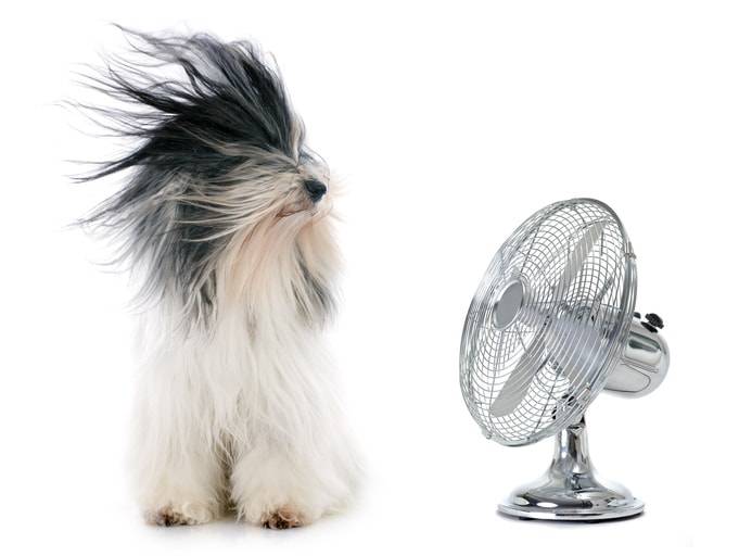 ventilatore cane