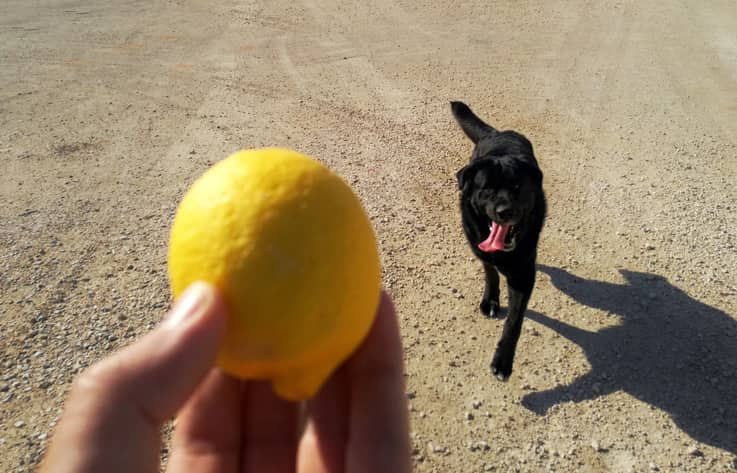 limone cane