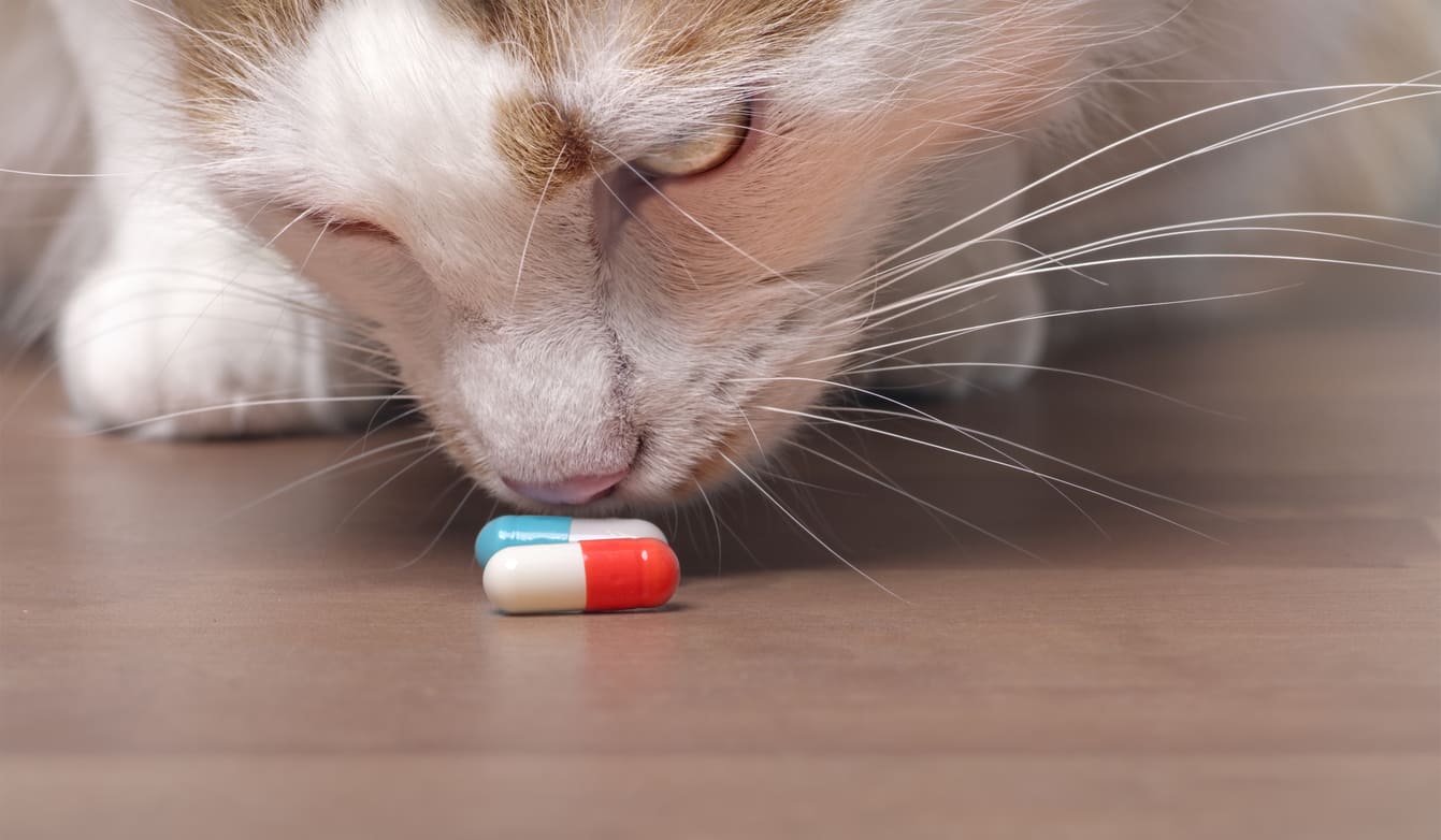 gatto, pillole