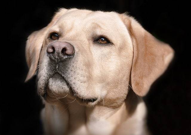 naso cane depigmentazione