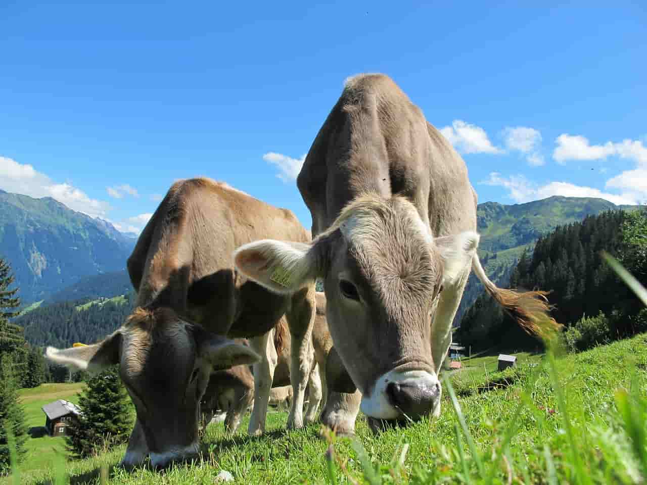 Mucche senza più il loro pascolo (Foto Pixabay)