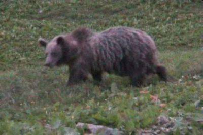 orso ,49 trento