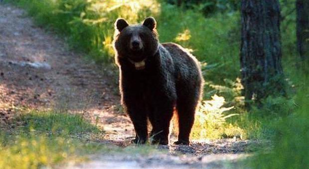 orso trentino