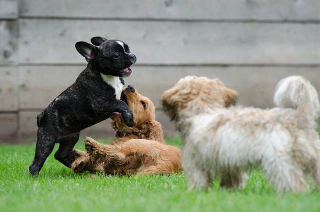 socializzazione cane cucciolo