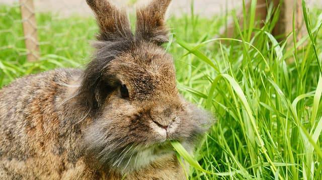 coniglio angora