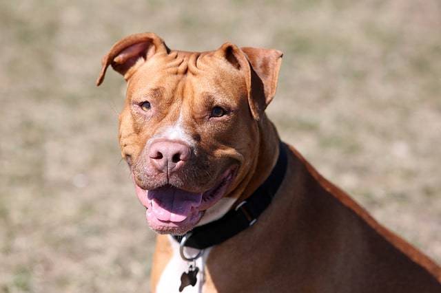 depigmentazione naso cane