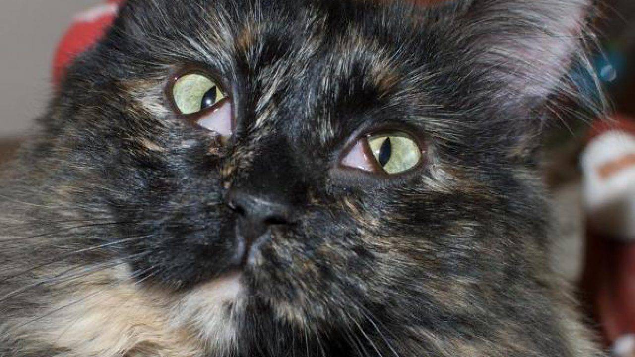 фолликулярный конъюнктивит у кошек. мигательная перепонка. мигательная перепонка (третье веко). хламидиоз кошек chlamydophila felis. почему у кота глаза.