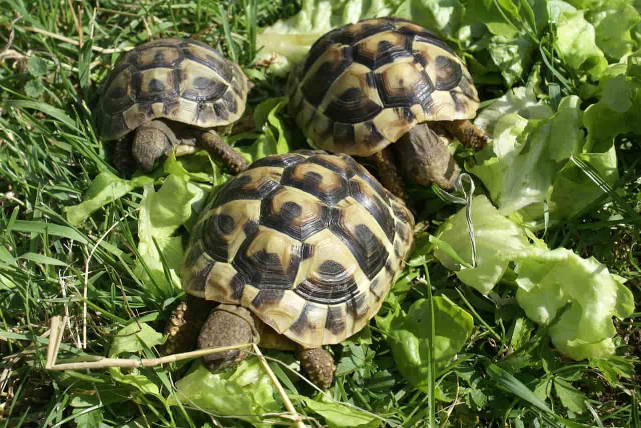 Come Si Capisce Il Sesso Della Tartaruga