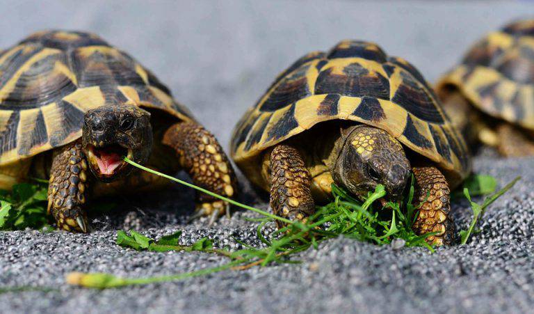 Come Si Capisce Il Sesso Della Tartaruga