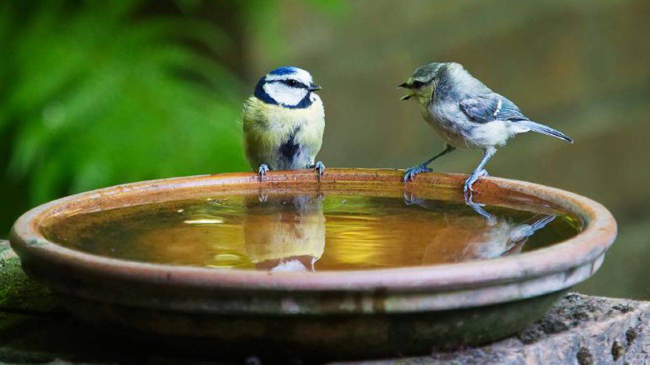 Gli animali selvatici soffrono il caldo: ciotola d'acqua per uccellini
