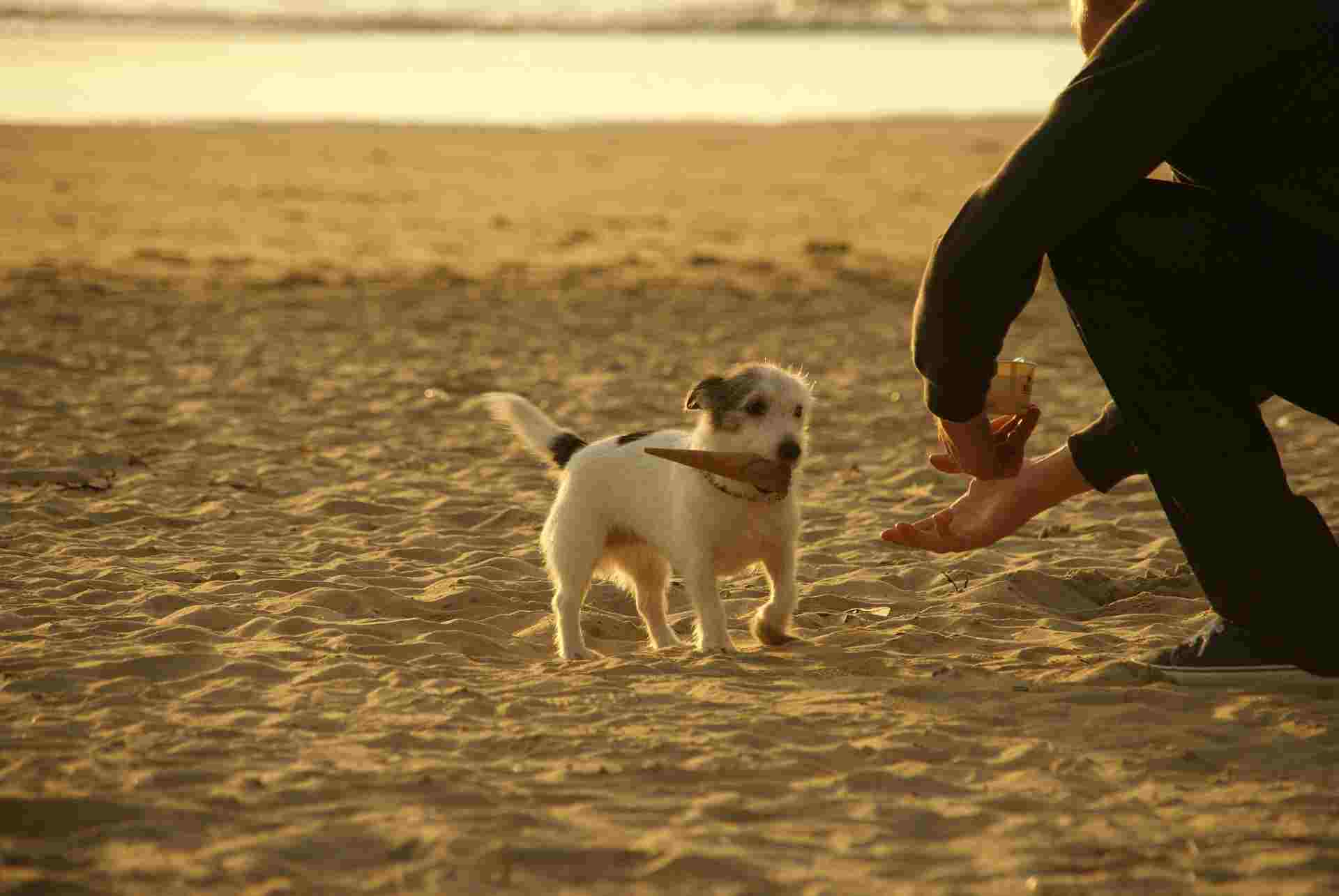 Educare il cane