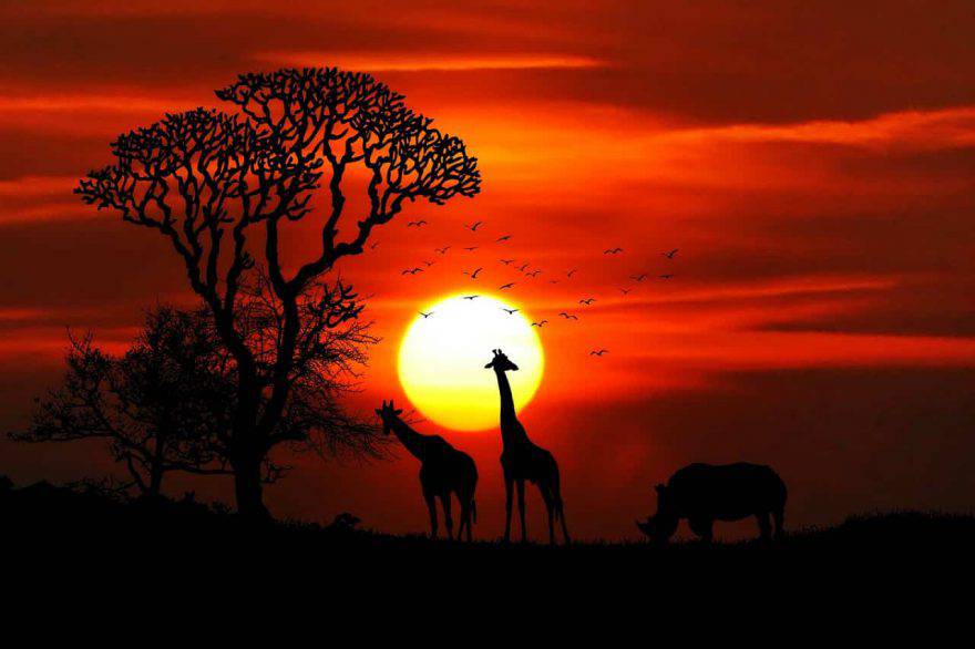 animali savana africa