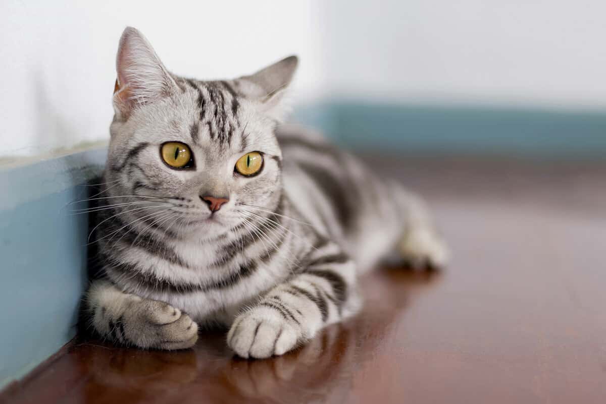 american shorthair