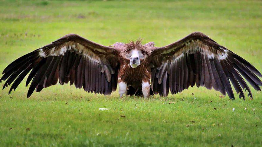 avvoltoio savana africa