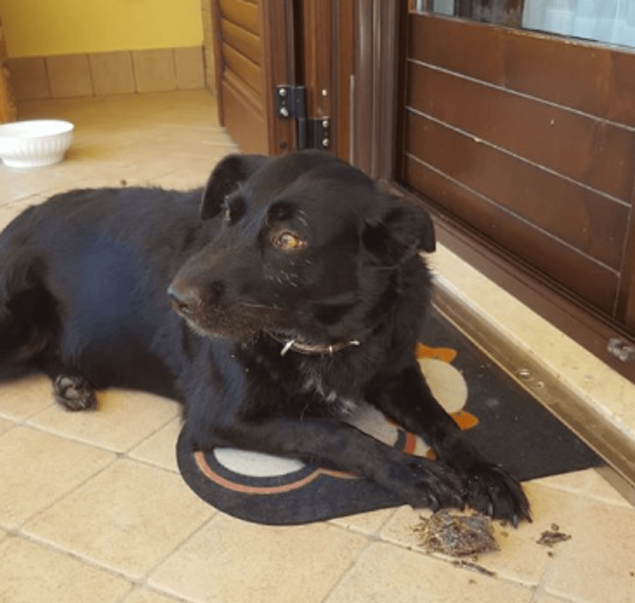 cane veglia padrone morto