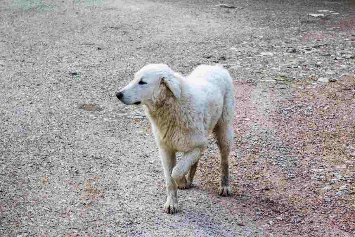 il cane zoppica: cause e soluzioni (foto iStock)