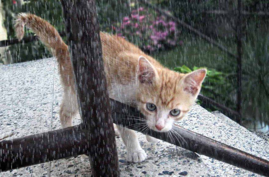 comportamento gatto quando piove