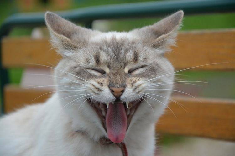 gatto respira a bocca aperta