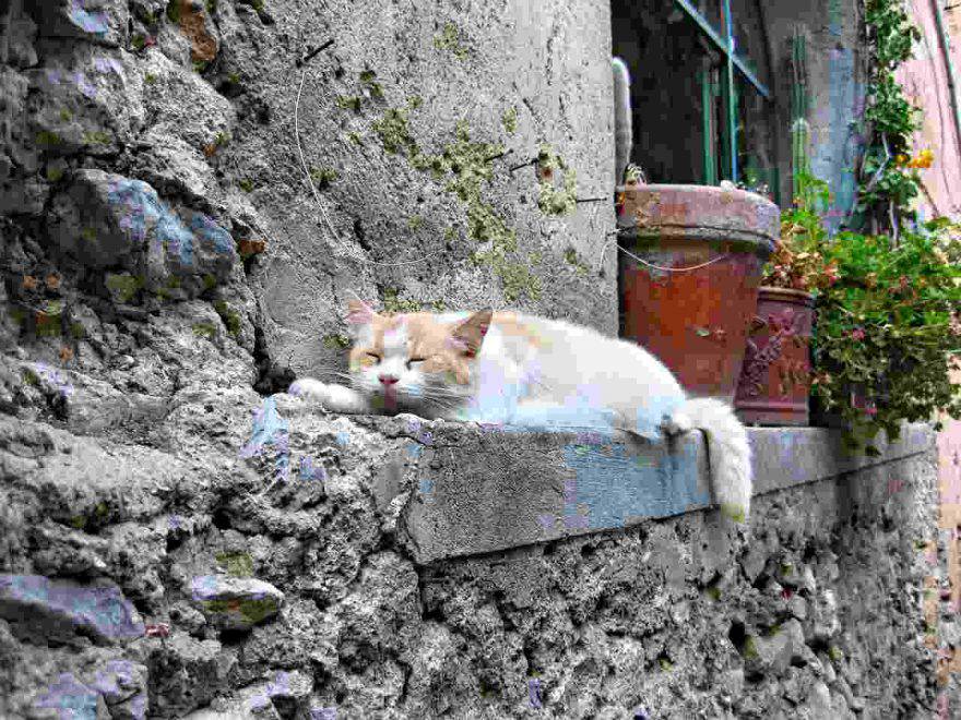 Cuccia per il gatto