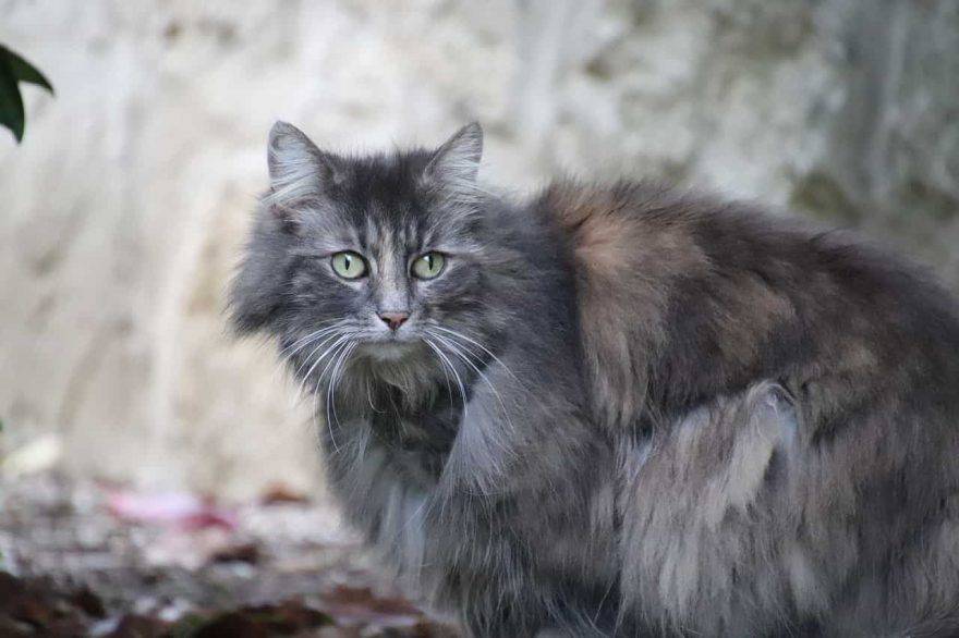 gatto angora grigio