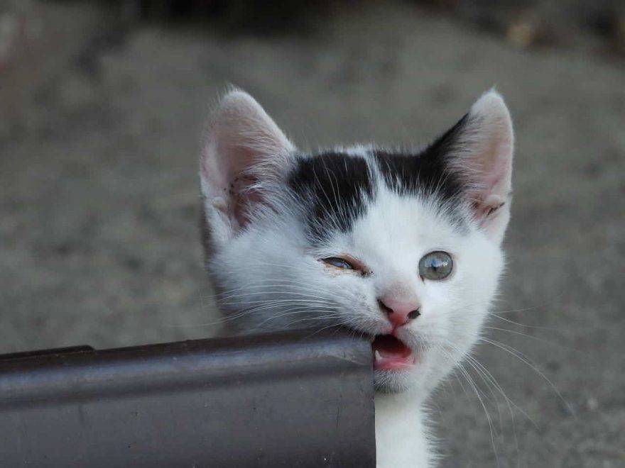 gattino cambia denti