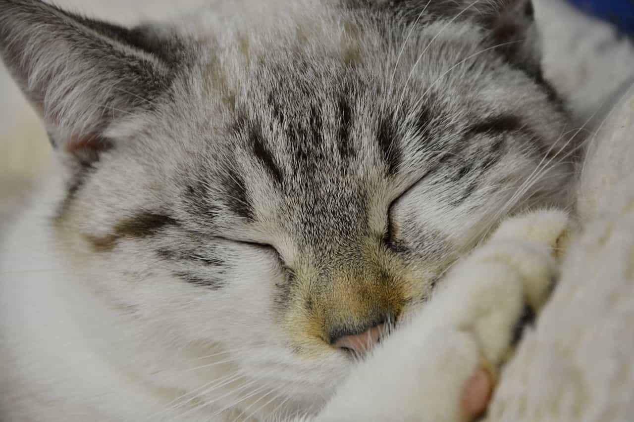 gatto trema dorme