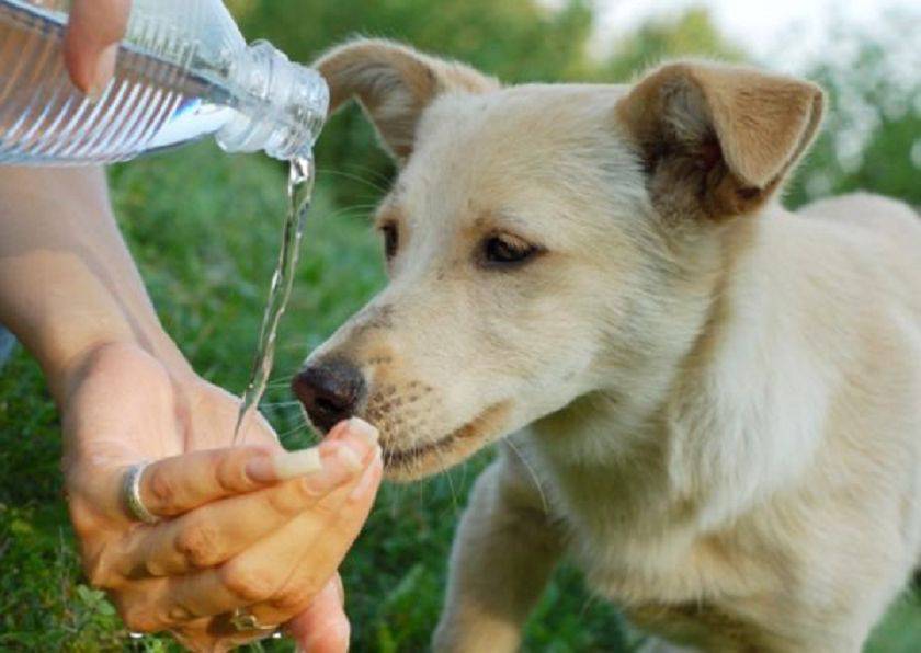 cane ciotola acqua negozi