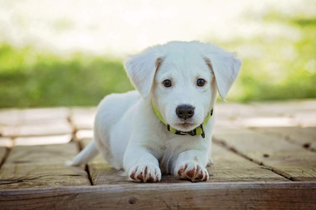 I dubbi che porta l'arrivo di un cucciolo di cane in casa (Fonte foto Pixabay)