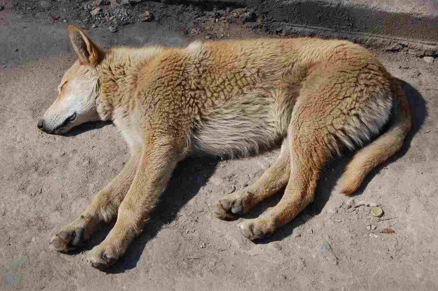 Disinfettare il cane