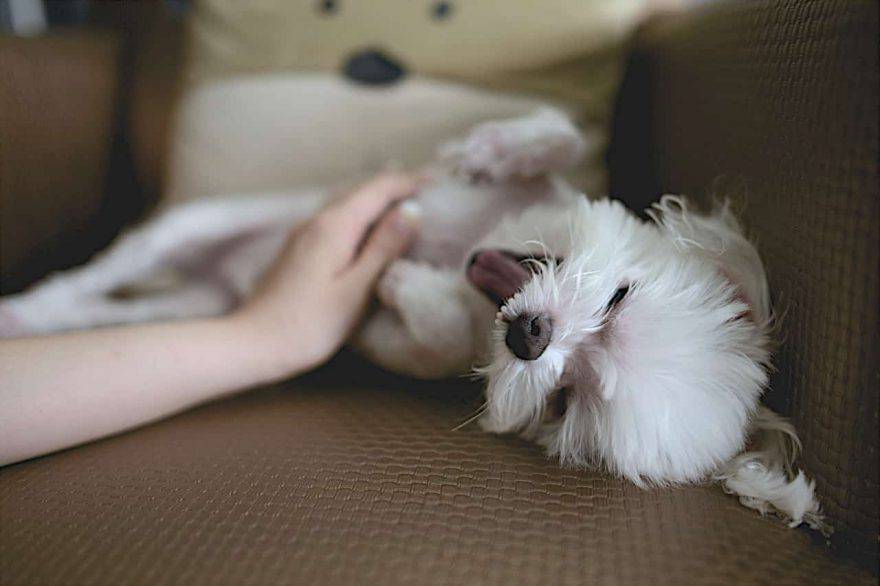 cucciolo cane denti