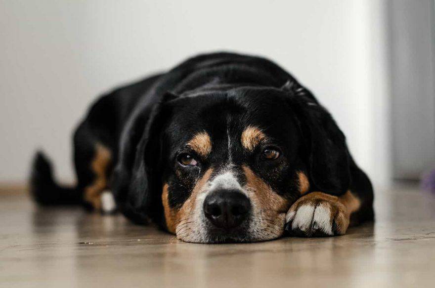 cane al rientro dalla pensione