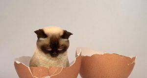 gatto uova