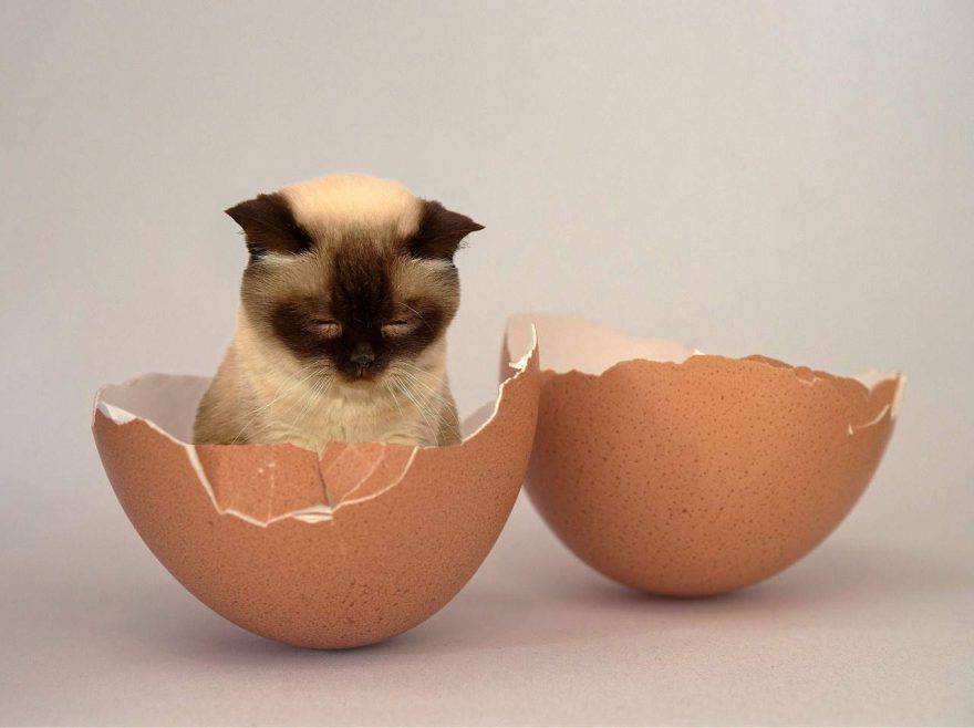 gatto uova