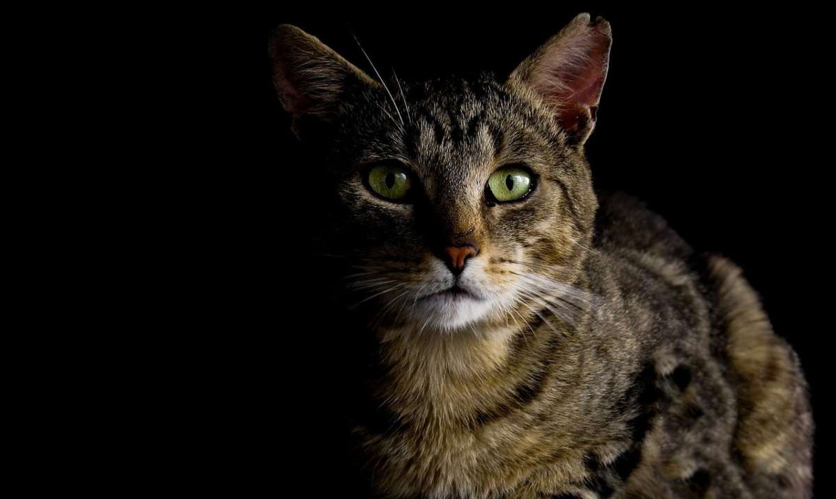 Cosa fanno i gatti di notte? Ecco tutta la verità (foto Pixabay)