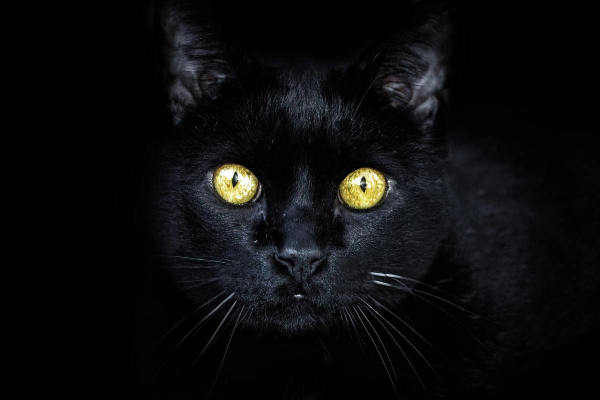 gatto nero (foto Pixabay)
