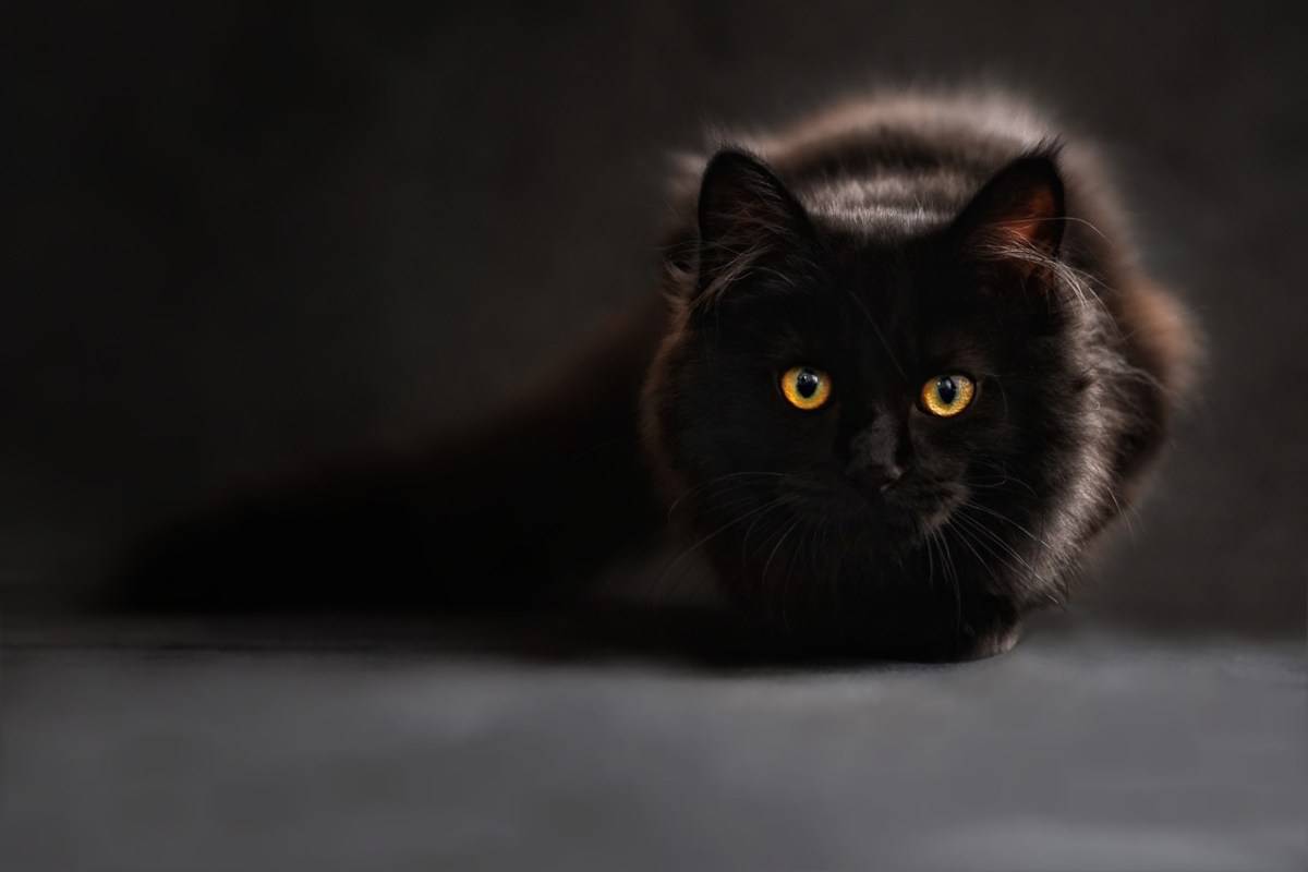 gatto nero (foto Pixabay)