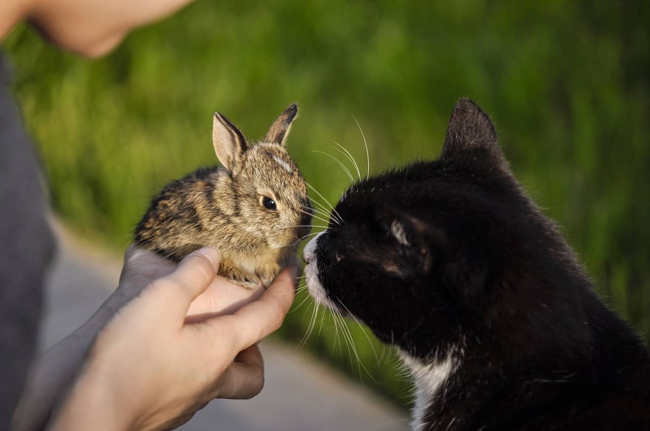 convivenza gatto coniglio