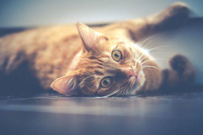 Quanto Può Vivere Un Cane Con Demenza Senile
