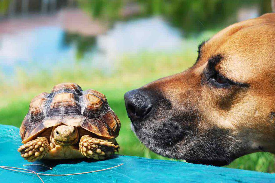 cane e tartaruga