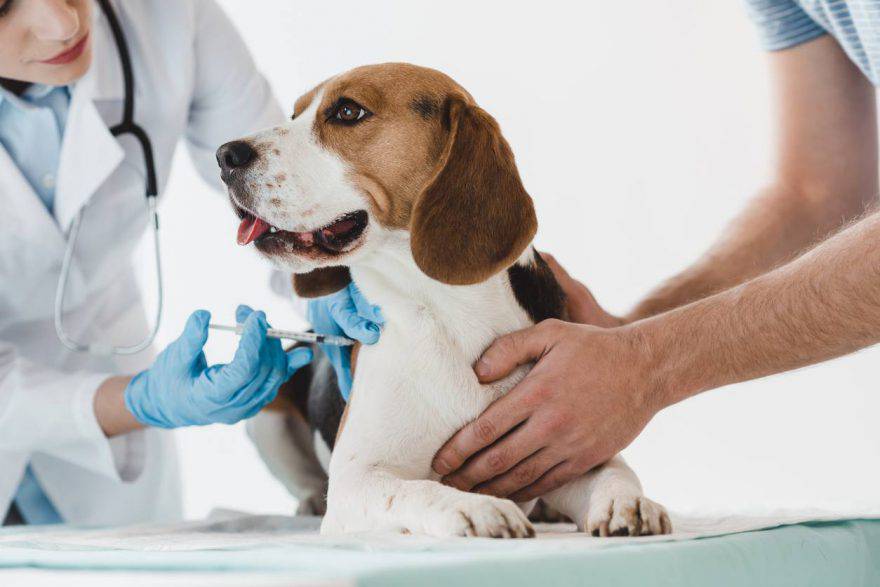 vaccino anti rabbia cane effetti