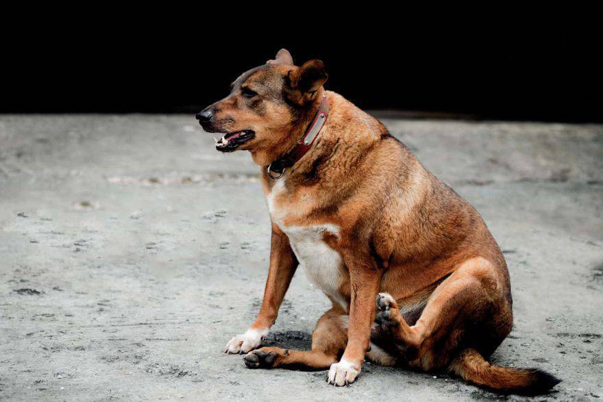 Il cane ha la pancia gonfia cause, conseguenze e rimedi